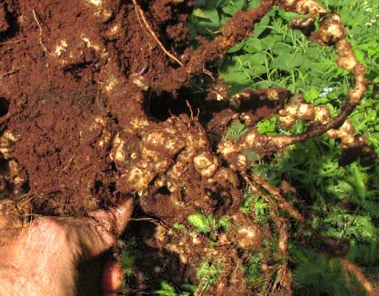 nematodes on okra roots