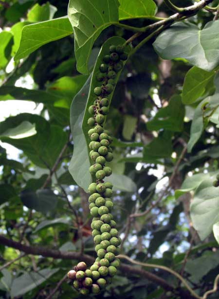 COCCOLOBA SPICATA, fruits & leaves