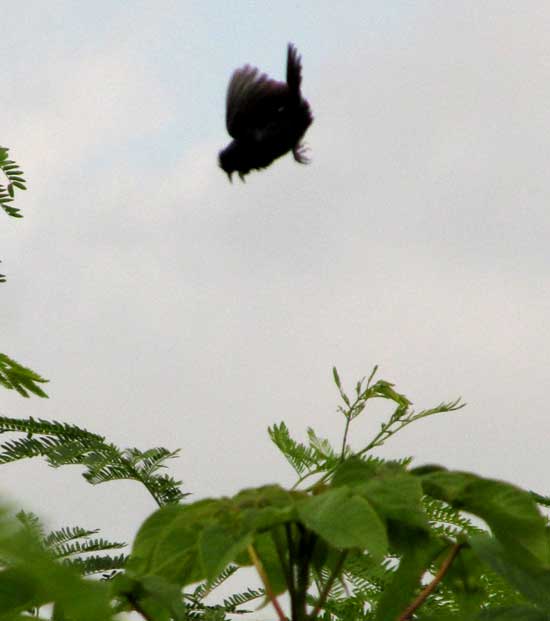 Blue-black Grassquit, VOLATINIA JACARINA, diving head-first