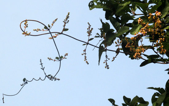 HETEROPTERYS BRACHIATA, flowering vine reaching into space