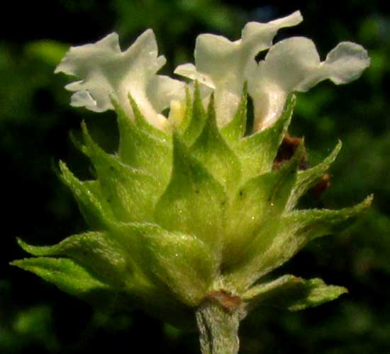 LANTANA HIRTA, flower head from side showing broad bracts
