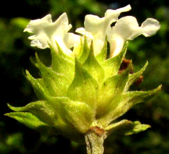 LANTANA HIRTA, flower head from side showing broad bracts