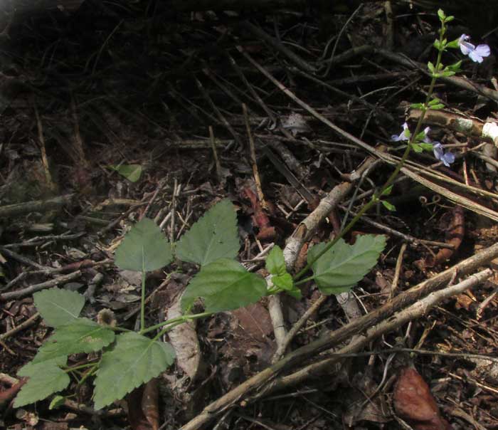 LITTLEWOMAN, SALVIA SEROTINA (fernaldii)