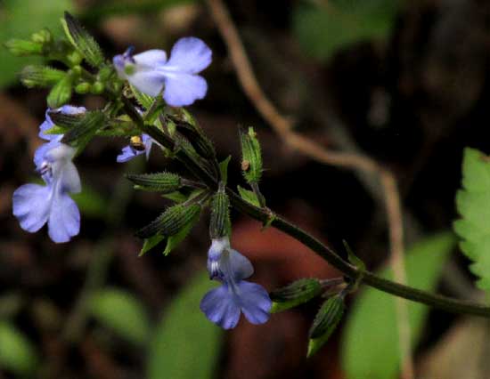 LITTLEWOMAN, SALVIA SEROTINA (fernaldii), flowers
