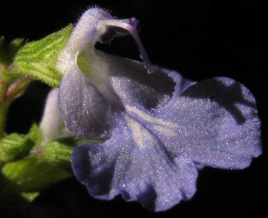 LITTLEWOMAN, SALVIA SEROTINA (fernaldii), flower close-up