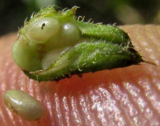 LITTLEWOMAN, SALVIA SEROTINA (fernaldii), nutlets inside calyx