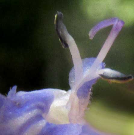 LITTLEWOMAN, SALVIA SEROTINA (fernaldii), stamens and style