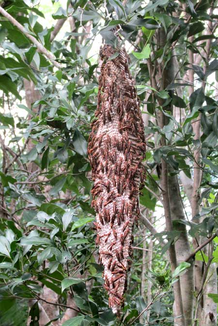 POLISTES INSTABILIS, large nest