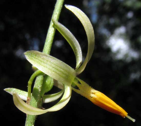 ECHEANDIA LUTEOLA, flower close-up