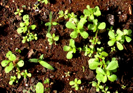 Common or Wild Purslane, PORTULACA OLERACEAE, young plants emerging
