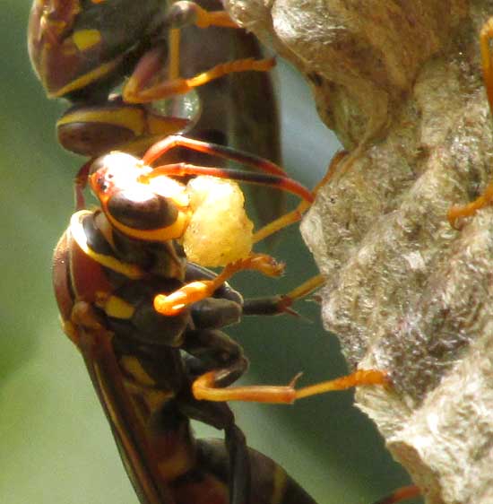 paper wasp delivering 'meatball' to nest chamber