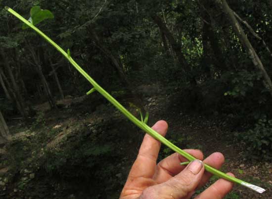 cut stem with rooting hormone applied