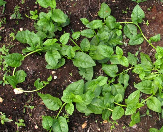 Climbing Spinach, BASELLA ALBA, rooted stem sections after one month