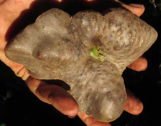 Air Potato, DIOSCOREA BULBIFERA, well developed bulbil