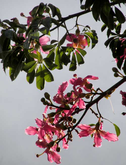 CEIBA SPECIOSA, flowers and leaves