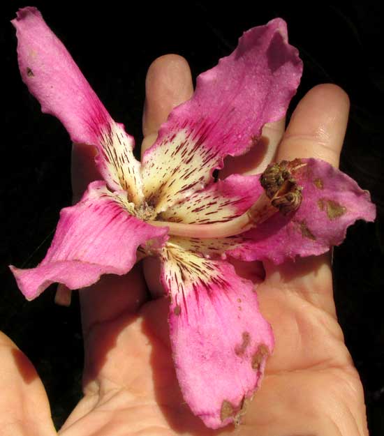 CEIBA SPECIOSA, fallen flower