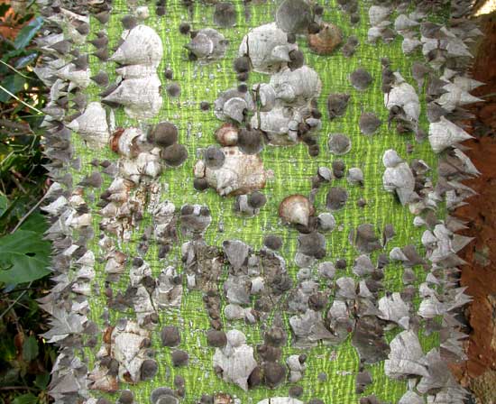 CEIBA SPECIOSA, spines on green trunk