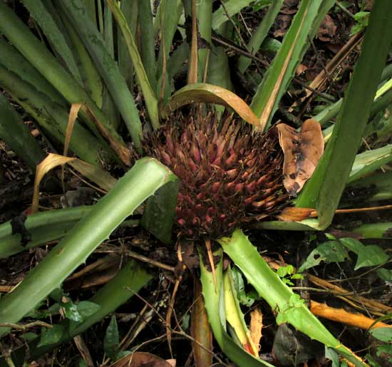 Piñuela, BROMELIA KARATAS, immature fruits