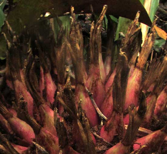 Piñuela, BROMELIA KARATAS, immature fruits close-up