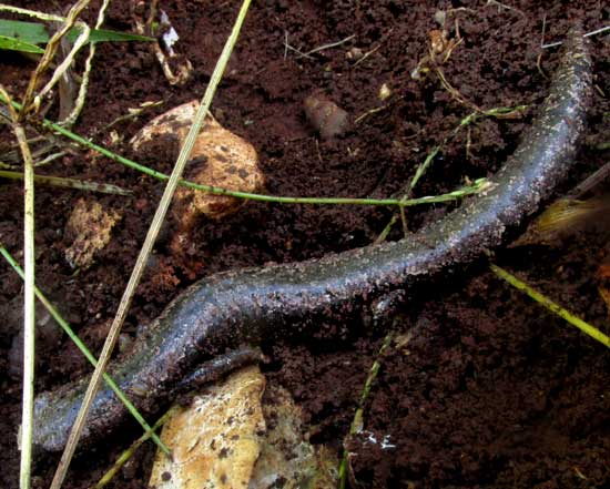 Yucatan Salamander, BOLITOGLOSSA YUCATANA