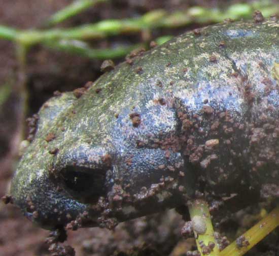 Yucatan Salamander, BOLITOGLOSSA YUCATANA, head
