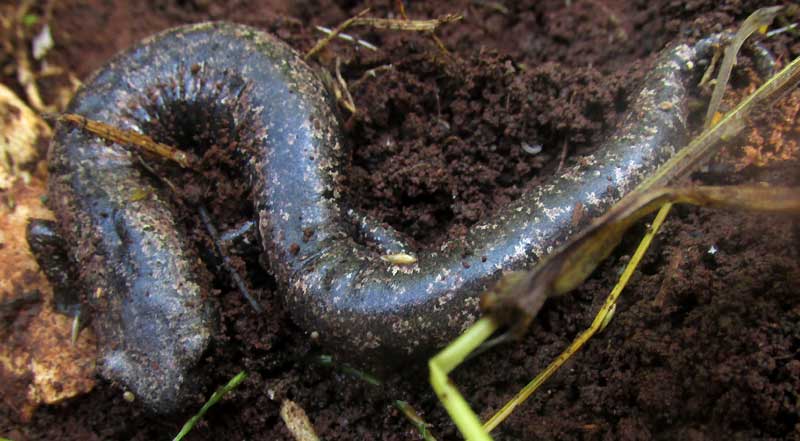 Yucatan Salamander, BOLITOGLOSSA YUCATANA