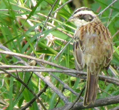 Stripe-headed Sparrow, AIMOPHILA RUFICAUDA