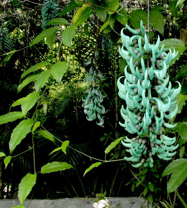 Jade Vine, STRONGYLODON MACROBOTRYS