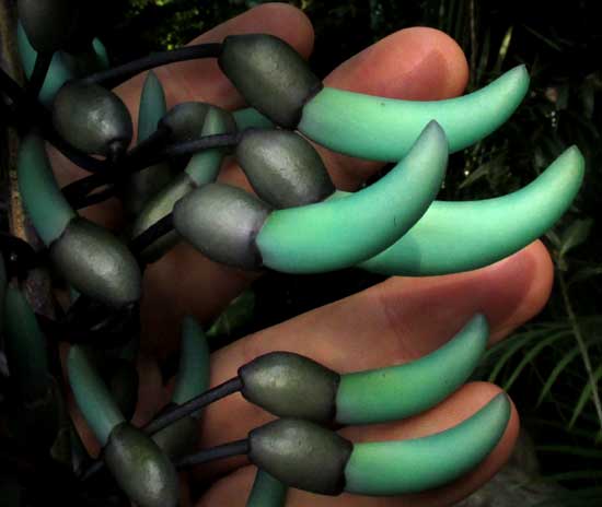 Jade Vine, STRONGYLODON MACROBOTRYS, flowers