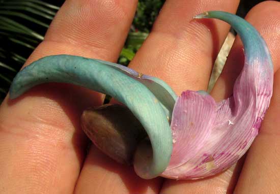 Jade Vine, STRONGYLODON MACROBOTRYS, open flower