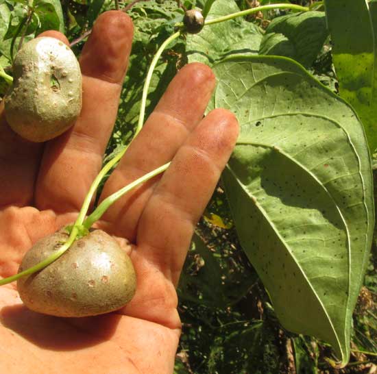 Air Potato, DIOSCOREA BULBIFERA, smaller, rounder bulbil