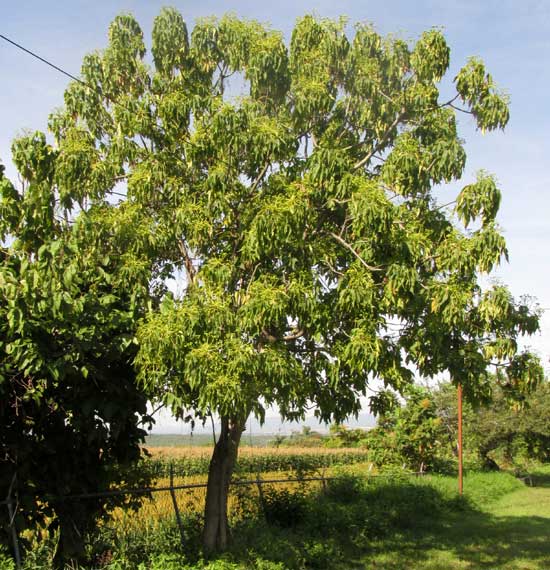 Helicopter Tree, GYROCARPUS JATROPHIFOLIUS, tree