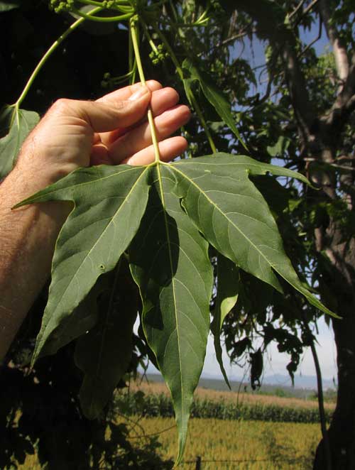 Helicopter Tree, GYROCARPUS JATROPHIFOLIUS, leaf