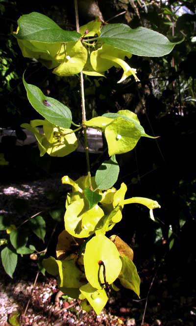 Chinese Hat, HOLMSKIOLDIA SANGUINEA