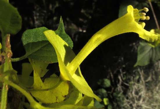 Chinese Hat, HOLMSKIOLDIA SANGUINEA, flower