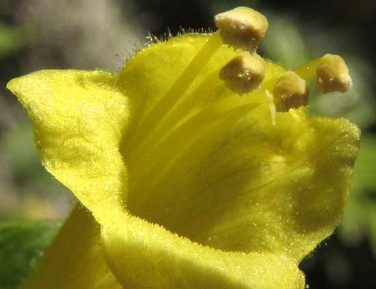 Chinese Hat, HOLMSKIOLDIA SANGUINEA, stamens