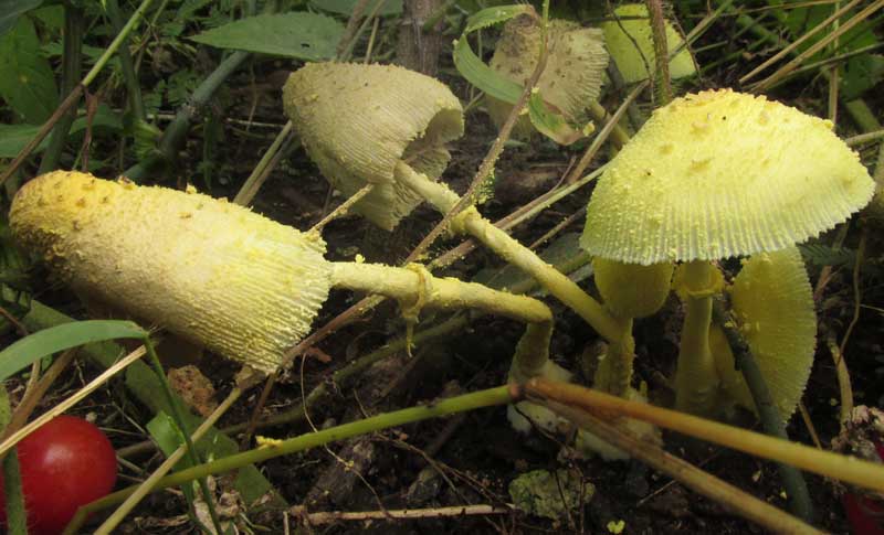 Flowerpot Parasol Mushroom, LEUCOCOPRINUS BIRNBAUMII, in Yucatan, Mexico