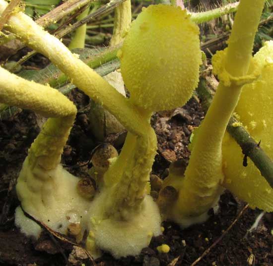 Flowerpot Parasol Mushroom, LEUCOCOPRINUS BIRNBAUMII, stalk and annulus