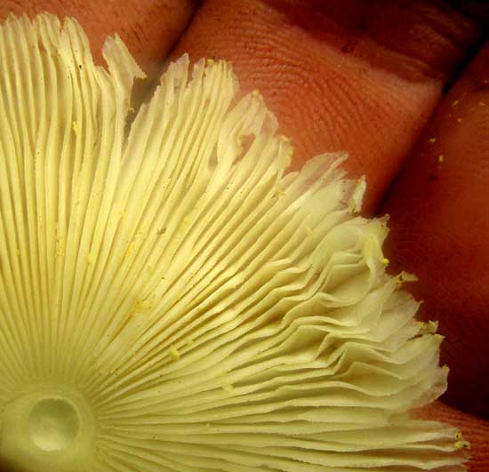 Flowerpot Parasol Mushroom, LEUCOCOPRINUS BIRNBAUMII, gills