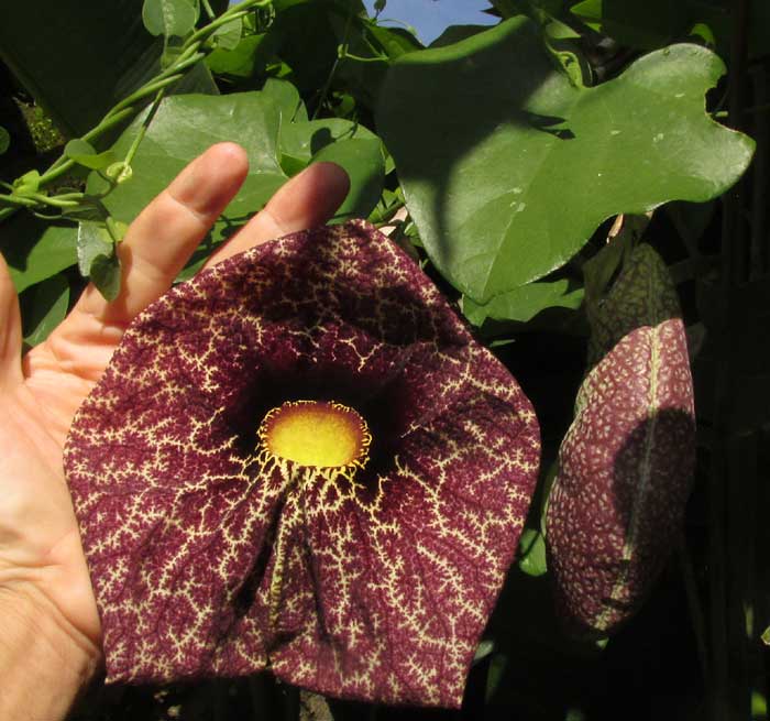 Brazilian Dutchman's Pipe, ARISTOLOCHIA GRANDIFLORA