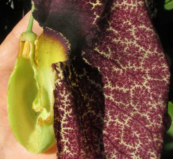 Brazilian Dutchman's Pipe, ARISTOLOCHIA GRANDIFLORA, longitudinal section of flower