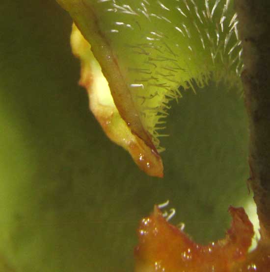 Brazilian Dutchman's Pipe, ARISTOLOCHIA GRANDIFLORA, downward-pointing hairs at the perianth's constriction