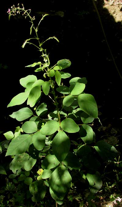 Tick Trefoil, DESMODIUM DISTORTUM