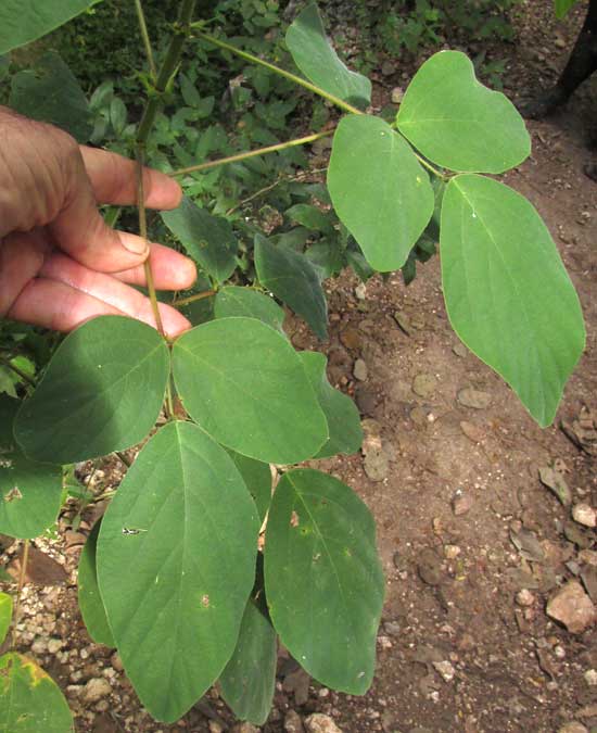 Tick Trefoil, DESMODIUM DISTORTUM, leaves