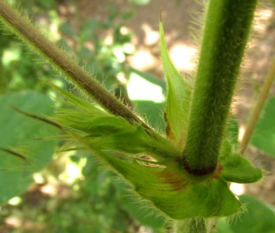 Tick Trefoil, DESMODIUM DISTORTUM, stipules and hairs