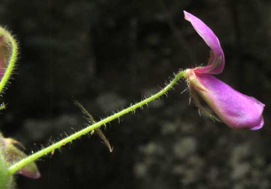 Tick Trefoil, DESMODIUM DISTORTUM, flower side view