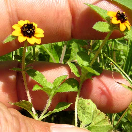 Mexican Creeping Zinnia, SANVITALIA PROCUMBENS, close up