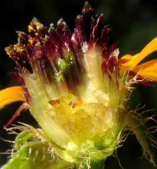 Mexican Creeping Zinnia, SANVITALIA PROCUMBENS, logitudinal section of head