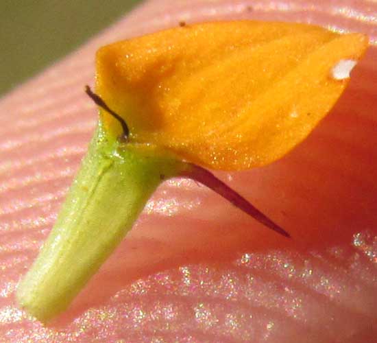 Mexican Creeping Zinnia, SANVITALIA PROCUMBENS, ray flower with achene showing awl