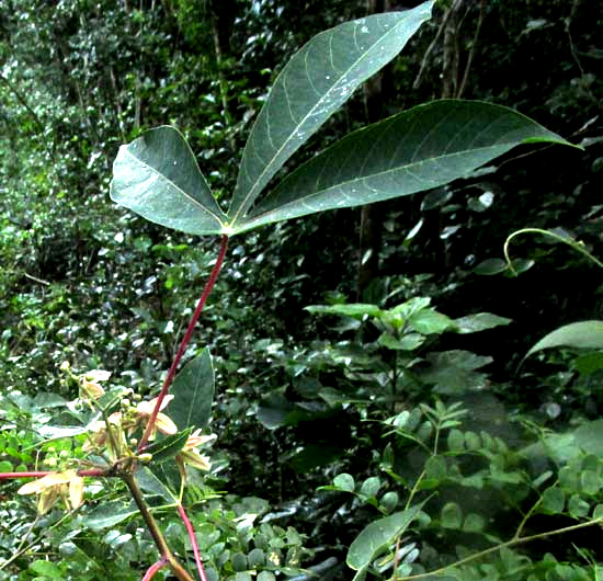 CASSAVA/ MANIOC/ TAPIOCA/ YUCA, Manihot esculenta, flowers